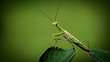 Roaming Mantis attack on Android and iOS users